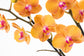 ORQUÍDEA PHALAENOPSIS NARANJA