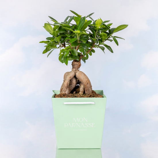 FICUS MICROCARPA