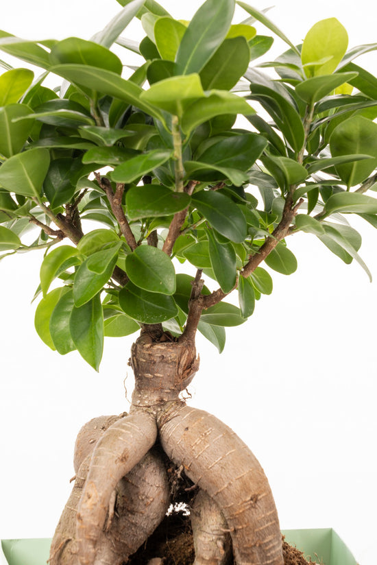 FICUS MICROCARPA
