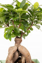 FICUS MICROCARPA