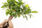 FICUS MICROCARPA