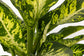 DIFFENBACHIA