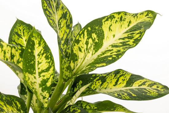 DIFFENBACHIA