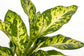 DIFFENBACHIA