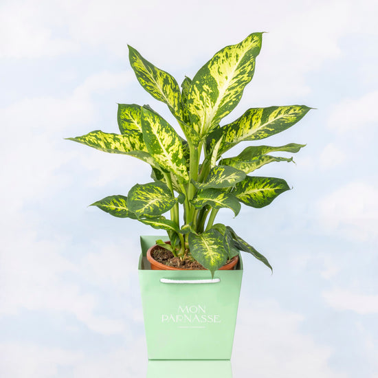 DIFFENBACHIA