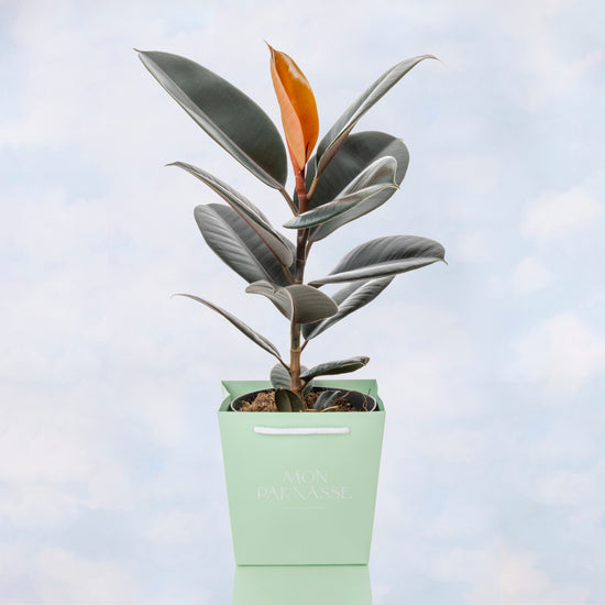 FICUS ELÁSTICA O ROBUSTA