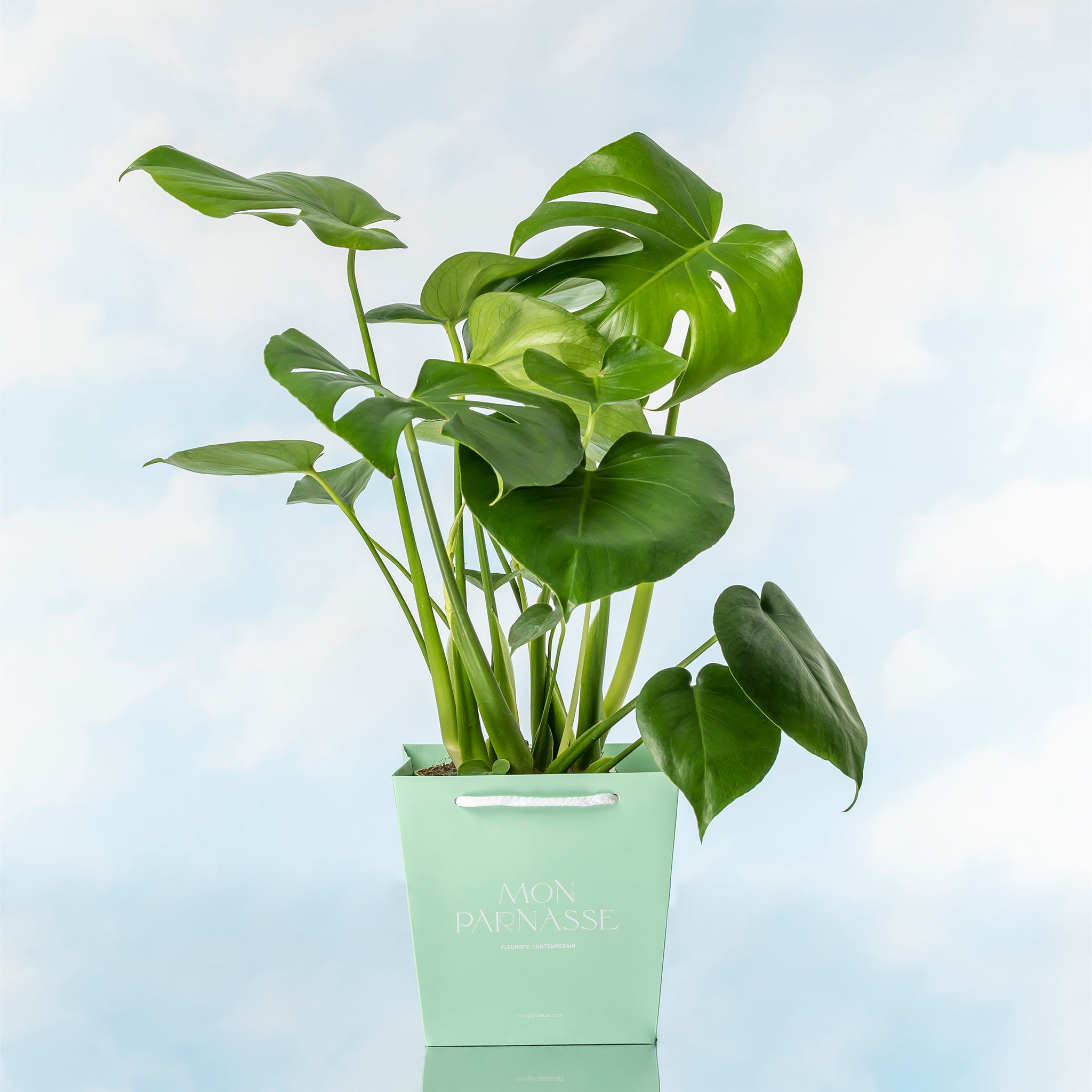 satin pothos varieties SATIN POTHOS PLANT – Plantology Lab Trading