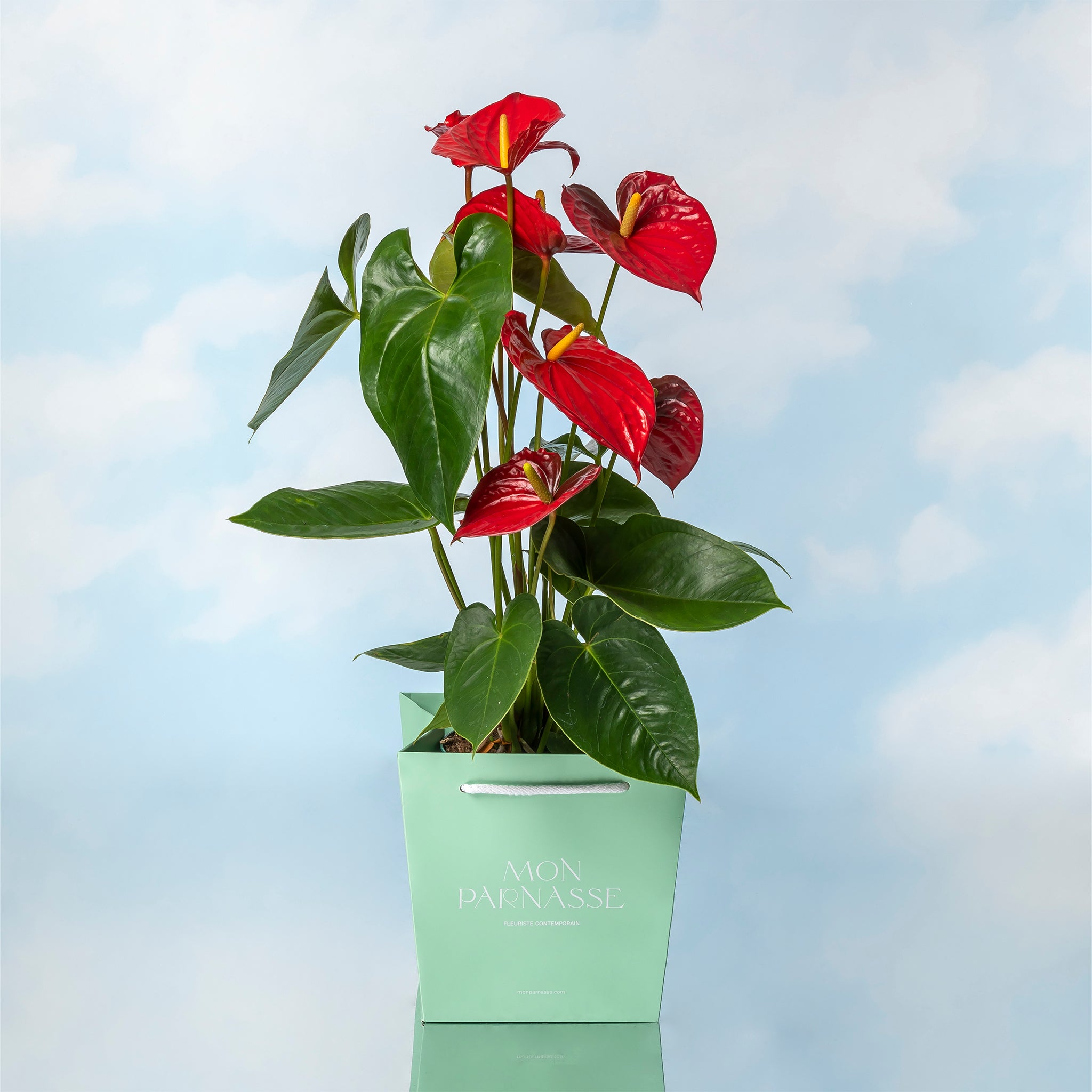anthurium rojo tropical Anthurium Rojo | Planta tropical elegante y decorativa