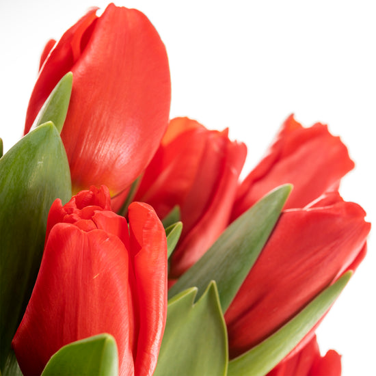 TULIPANES ROJOS