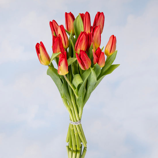 TULIPANES ROJOS