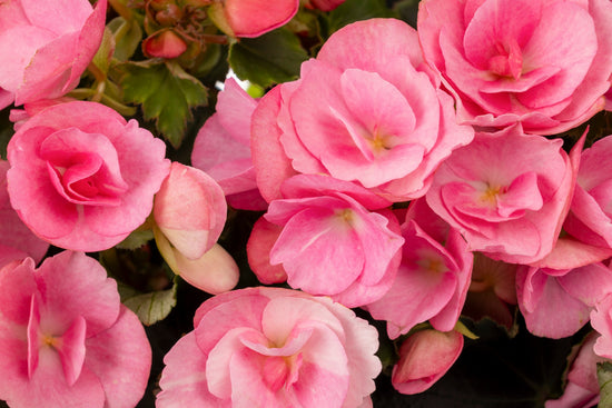 BEGONIA